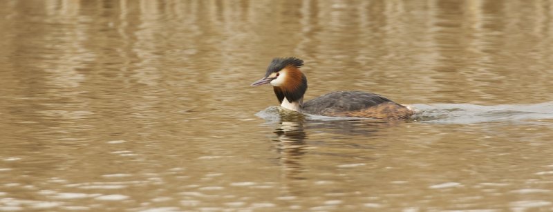 Fuut (Great Crested Grebe) 