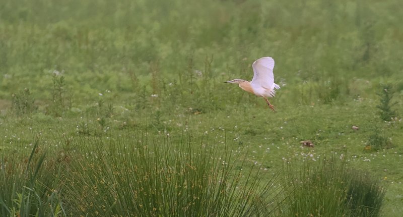 Ralreiger (Squacco Heron)