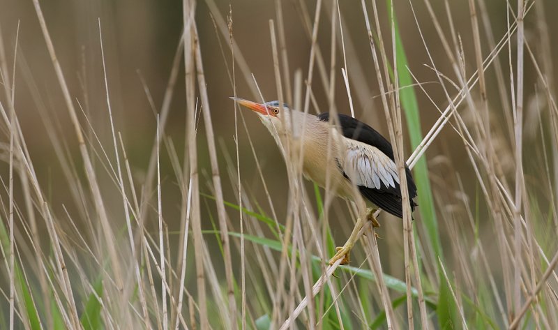 Woudaap (Little Bittern)