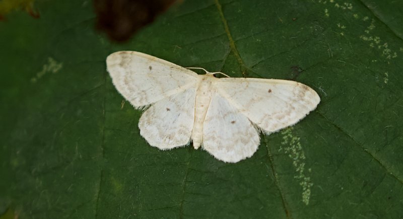 Schildstipspanner (Idaea biselata) - Small fan-footed wave