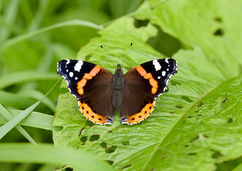 Atalanta (Vanessa atalanta) - Red admiral