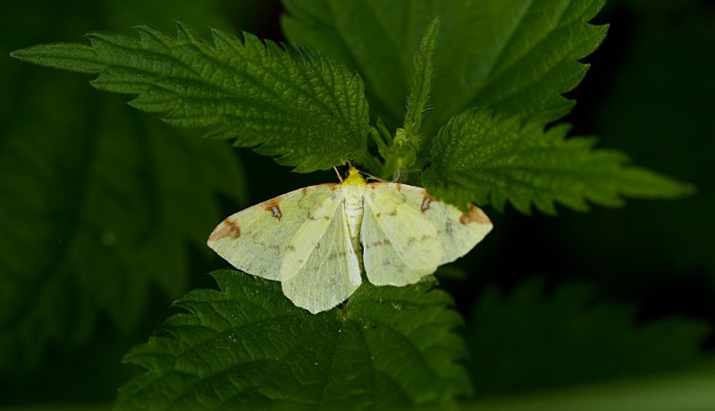 hagedoornvlinder (Opisthograptis luteolata) - Brimstone moth