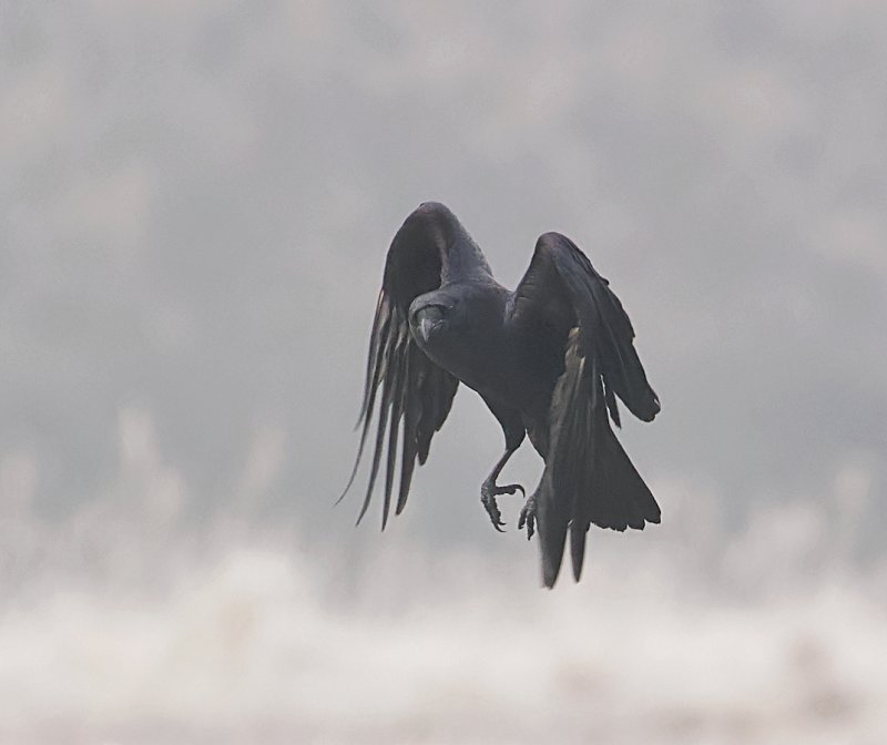 Raaf (Northern Raven)