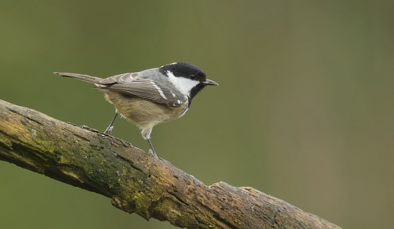 Zwarte Mees (Coal Tit)