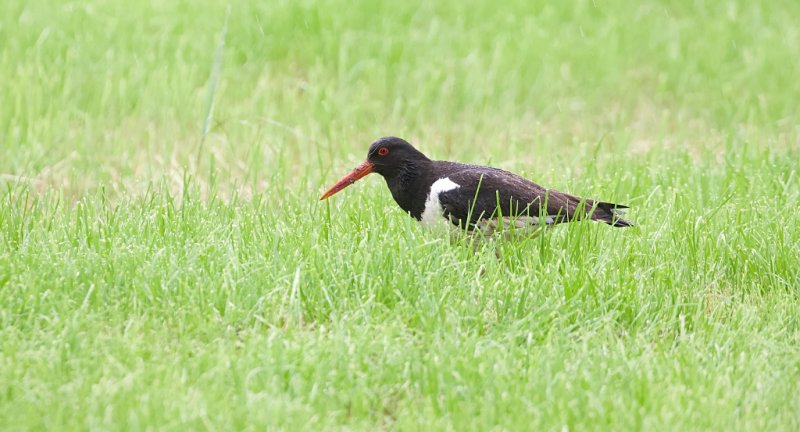 Scholekster (Eurasian Oystercatcher)