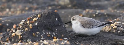 Drieteenstrandloper (Sanderling)