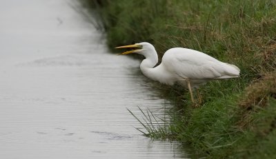 Grote Zilverreiger (Western Great Egret)