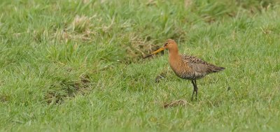 Grutto (Black-tailed Godwit)