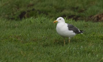 Kleine Mantelmeeuw (Lesser Black-backed Gull)