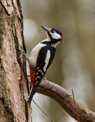 Grote Bonte Specht (Great Spotted Woodpecker)