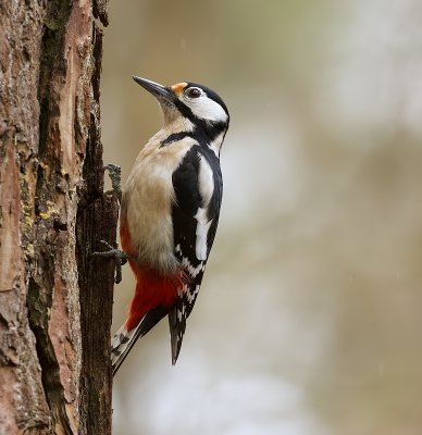 Grote Bonte Specht (Great Spotted Woodpecker)