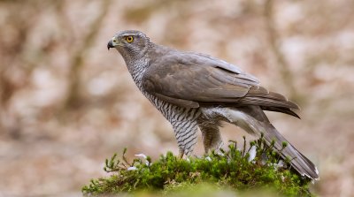 Havik (Northern Goshawk)