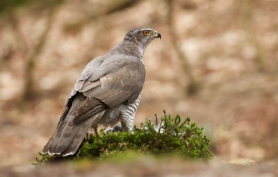 Havik (Northern Goshawk)