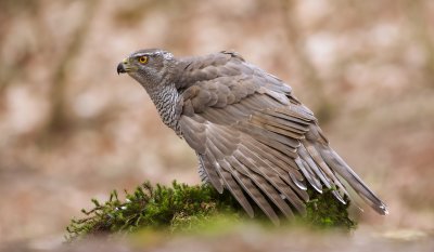 Havik (Northern Goshawk)