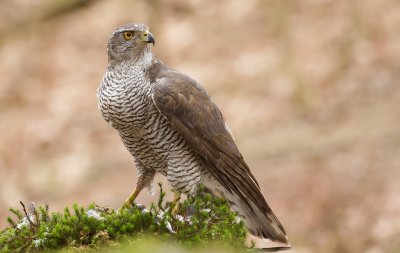 Havik (Northern Goshawk)