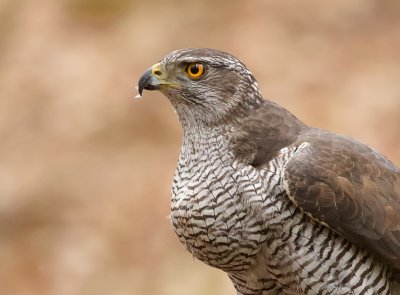 Havik (Northern Goshawk)