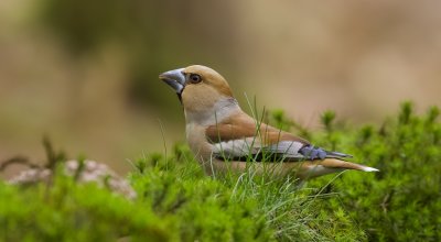 Appelvink (Hawfinch)