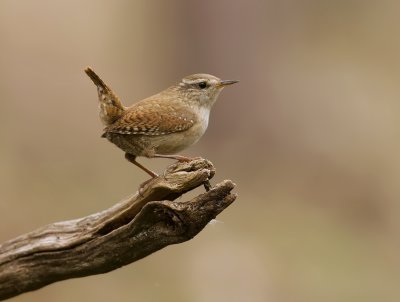 Winterkoning (Winter Wren)