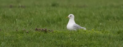 Stormmeeuw (Mew Gull)