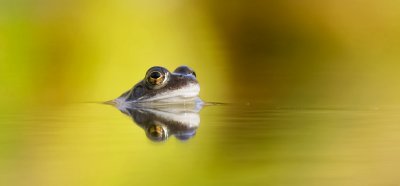 Bruine Kikker (Common Frog)