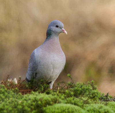 Holenduif (Stock Dove)