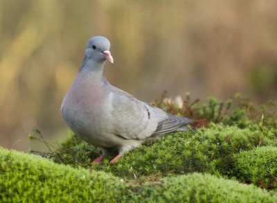 Holenduif (Stock Dove)