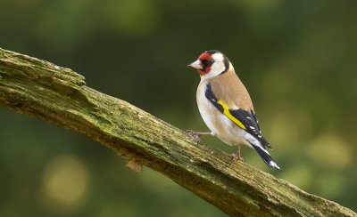 Putter (European Goldfinch)