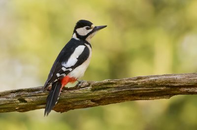 Grote Bonte Specht (Great Spotted Woodpecker)