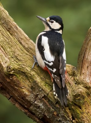Grote Bonte Specht (Great Spotted Woodpecker)