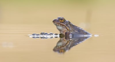 Bruine Kikker (Common Frog)