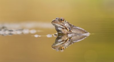 Bruine Kikker (Common Frog)