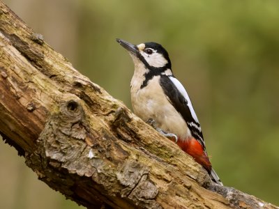 Grote Bonte Specht (Great Spotted Woodpecker)