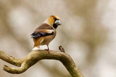 Appelvink (Hawfinch)