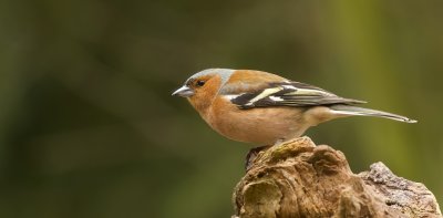 Vink (Common Chaffinch)