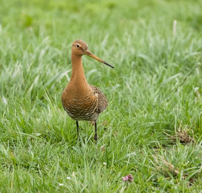 Grutto (Black-tailed Godwit)