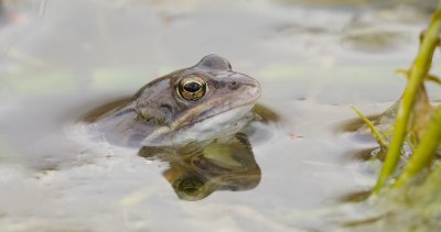 Heikikker (Moor Frog)