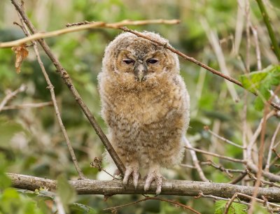 Bosuil (Tawny Owl)