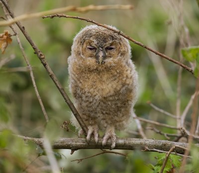Bosuil (Tawny Owl)