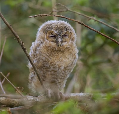Bosuil (Tawny Owl)