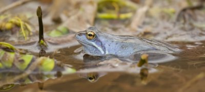 Heikikker (Moor Frog)