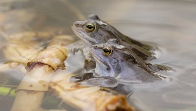 Heikikkers (Moor Frogs)