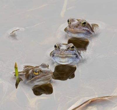 Heikikkers (Moor Frogs)