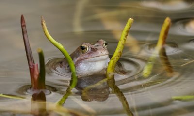 Heikikker (Moor Frog)