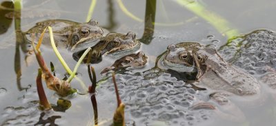 Bruine Kikkers (Common Frogs)