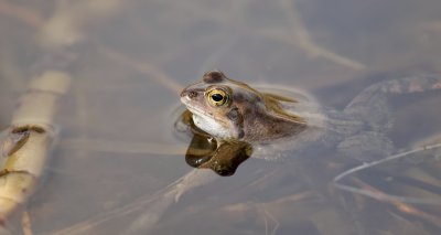 Heikikker (Moor Frog)