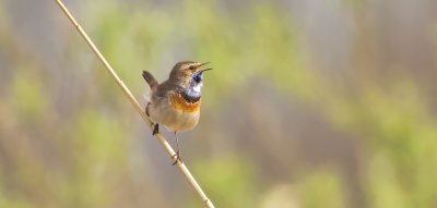 Blauwborst (Bluethroat)
