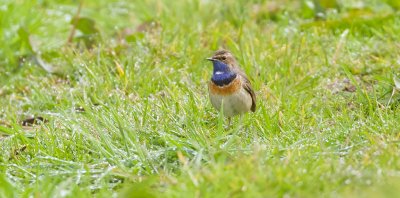 Blauwborst (Bluethroat)