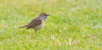 Blauwborst (Bluethroat)