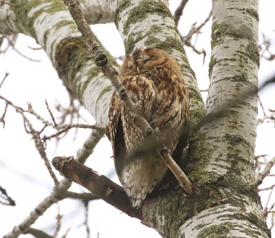 Bosuil (Tawny Owl)