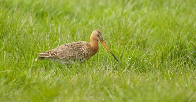 Grutto (Black-tailed Godwit)